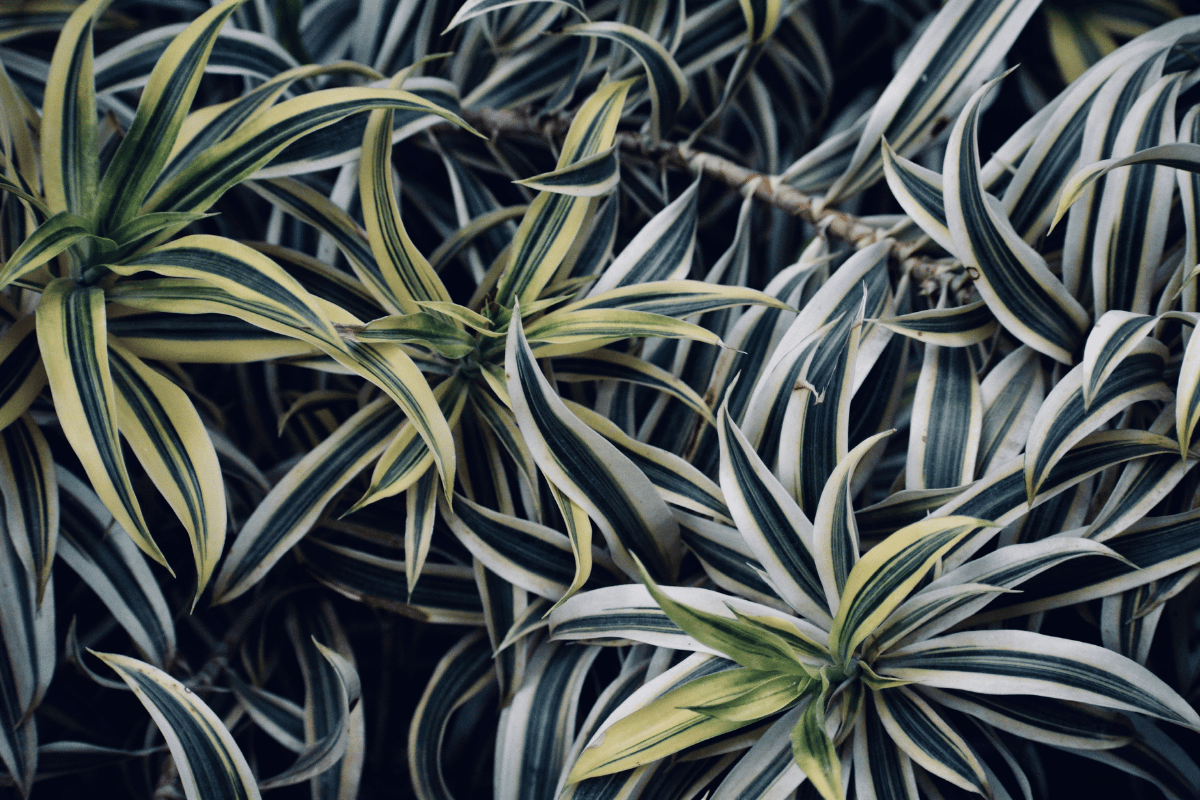 Dracaena reflexa .png